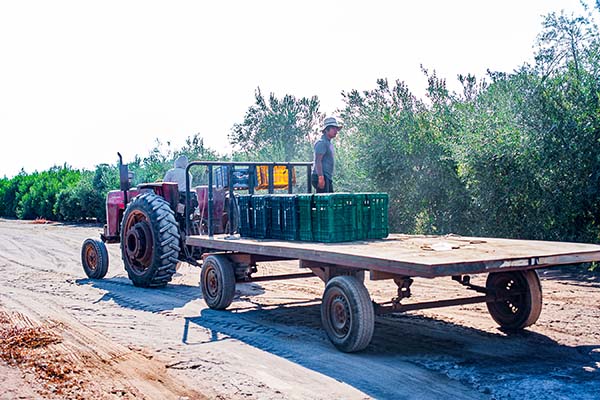 farm_img10