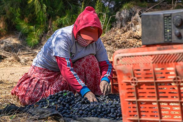 farm_img11